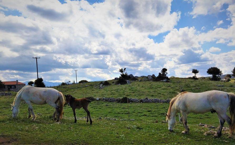 Arachovitika Kalyvia – Karyes