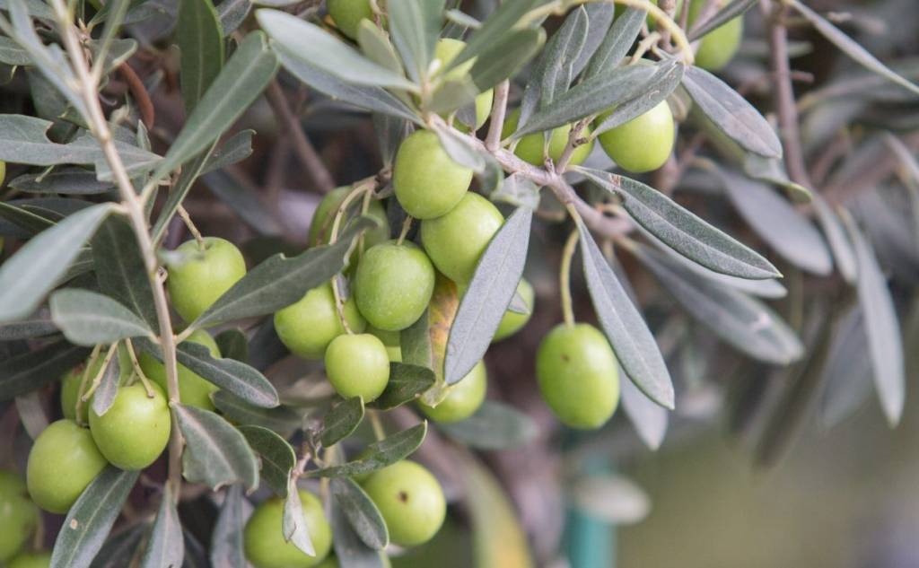 Μια φορά κι έναν καιρό η ζωή μας στο χωριό… ελιά & λάδι